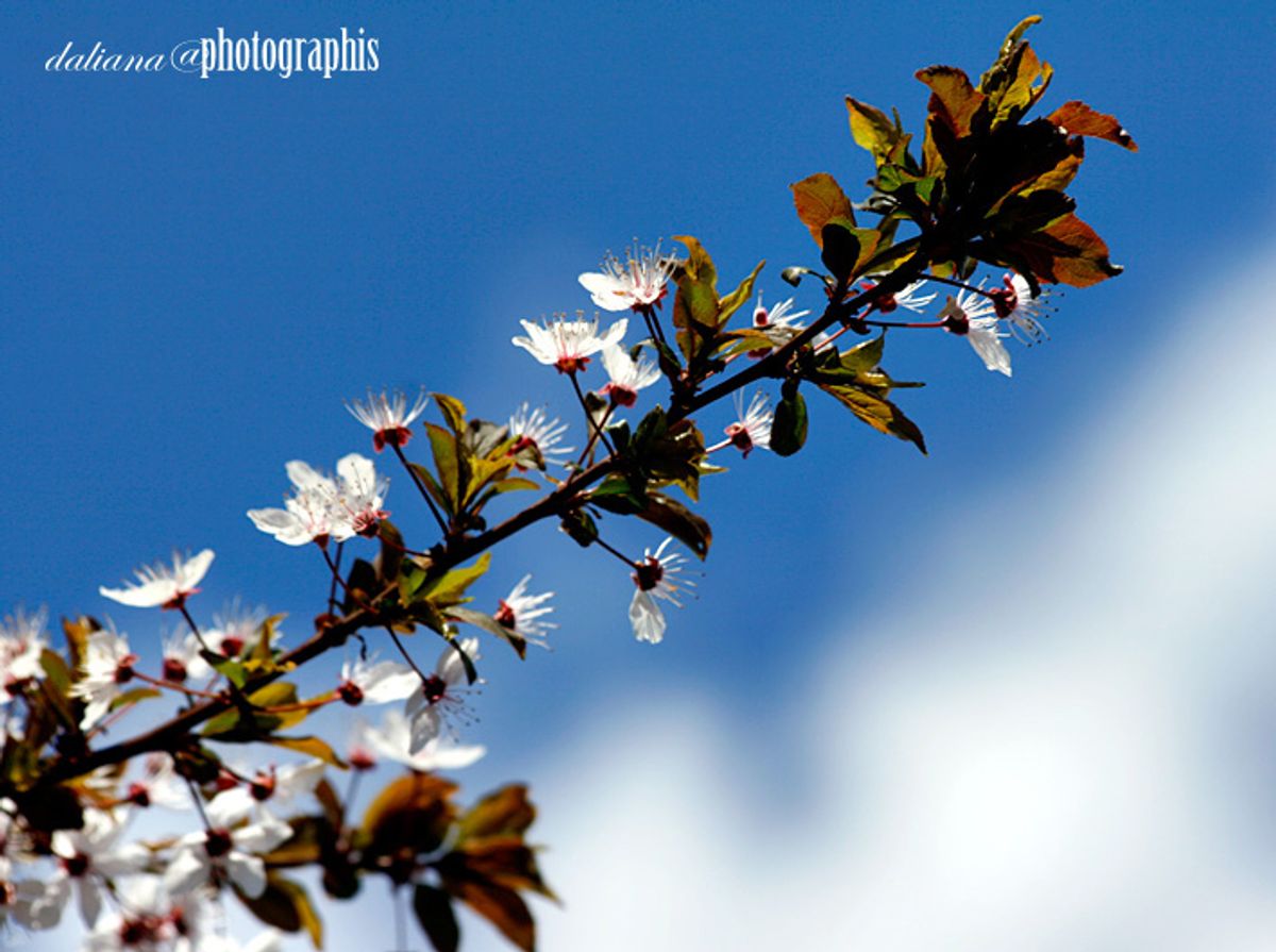 Цветница и нейните имена