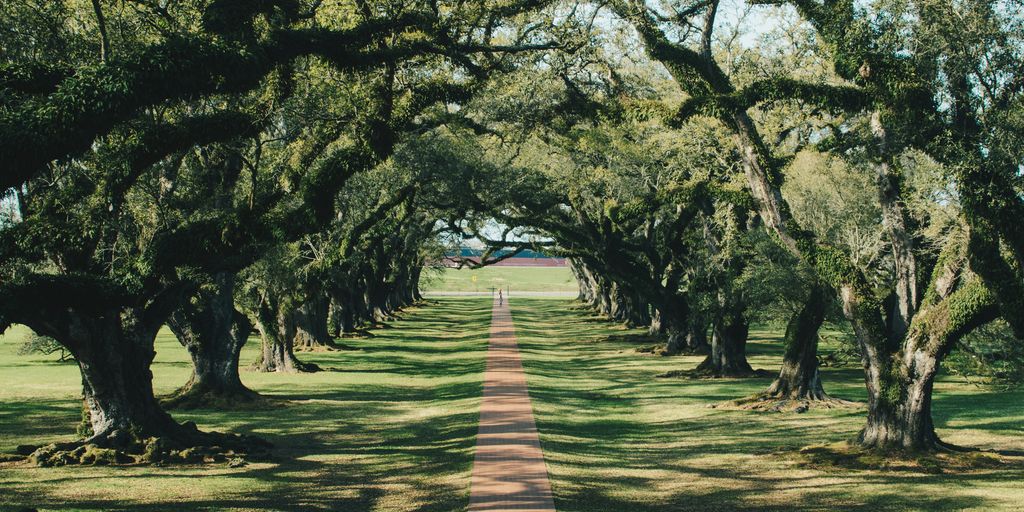 road surround with trees