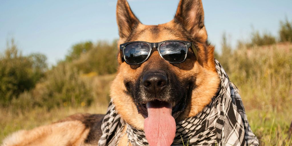 a dog wearing sunglasses and a scarf laying in the grass
