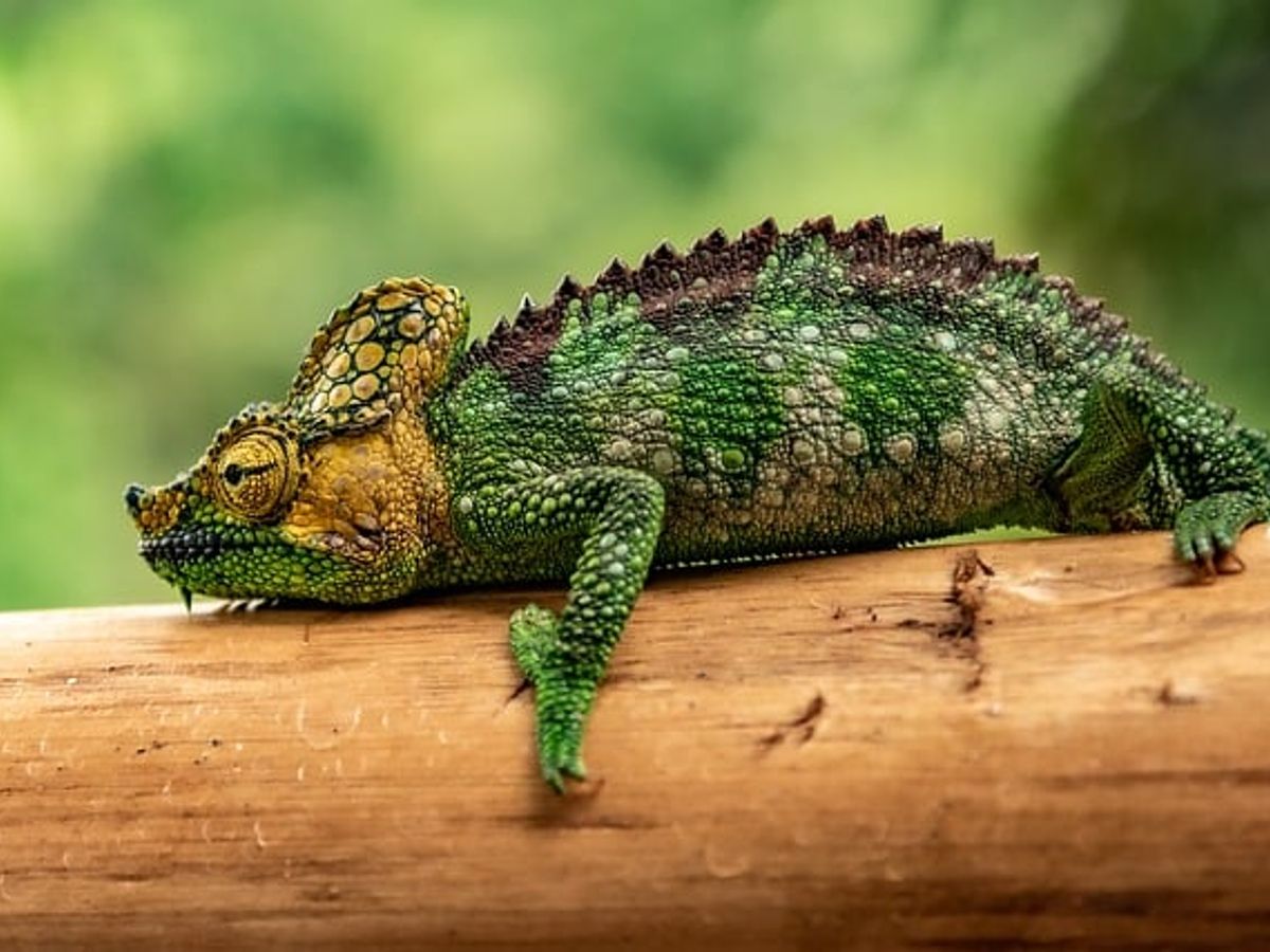 chameleon species