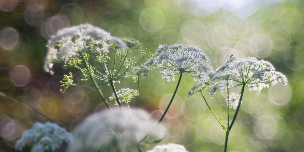 white flowers in tilt shift lens