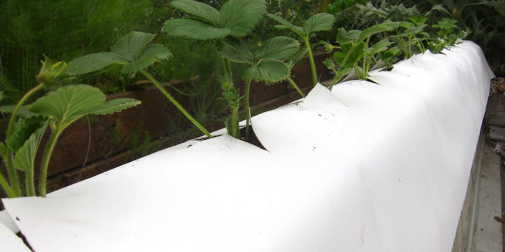 home herb garden with watering can and fertilizer