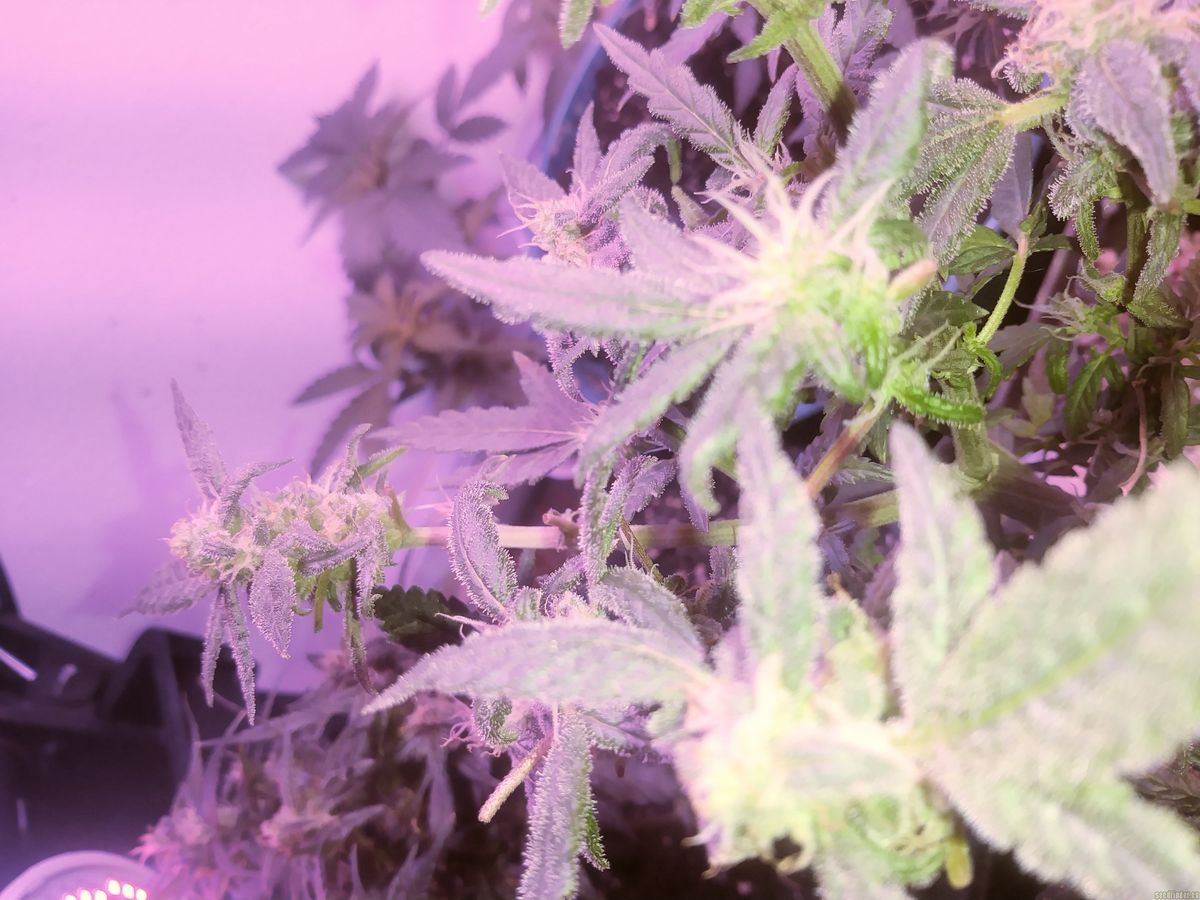 Online vs. Offline: Wo Sie Cannabissamen in Achberg kaufen können