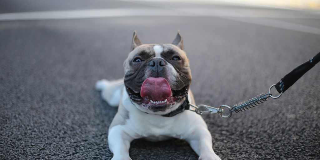selective focus photo of white and brown puppy laying on roadway