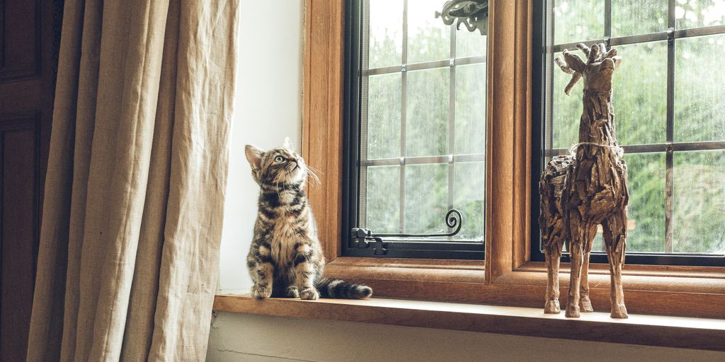 gray tabby cat near window