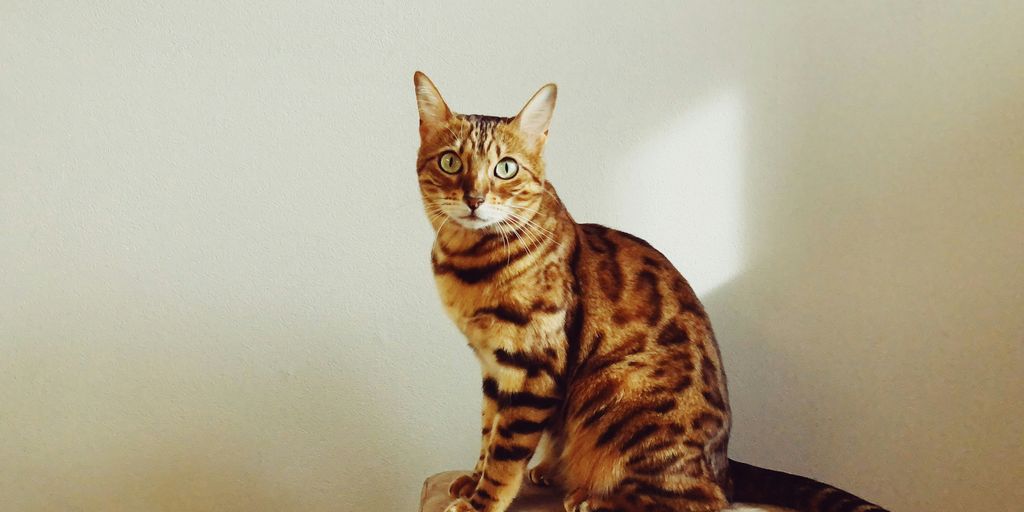 brown tabby cat on white textile