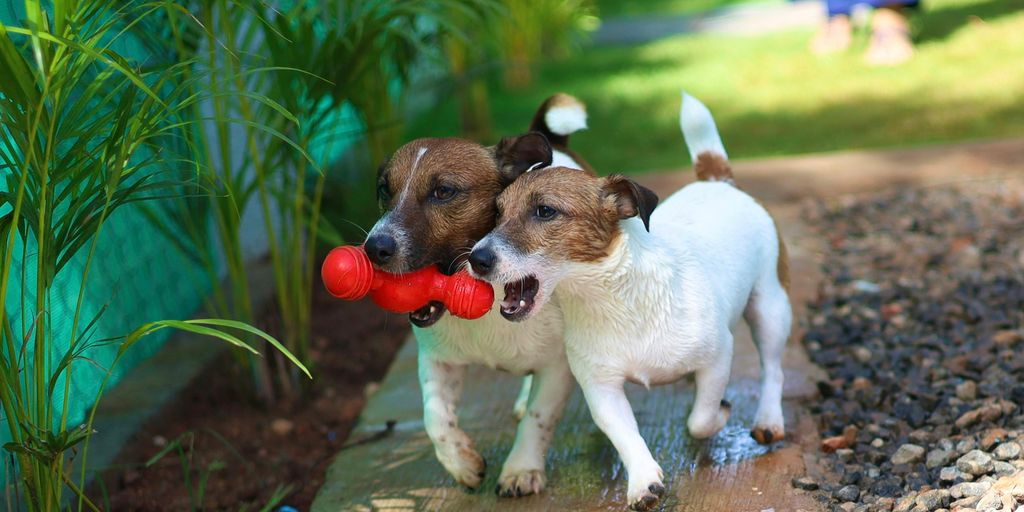 a group of dogs playing with a toy