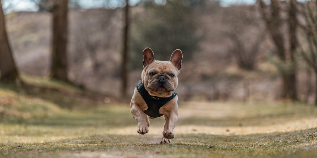 brown and white short coated small dog running on green grass field during daytime